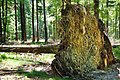 Im Nationalpark gehört Totholz zur natürlichen Entwicklung dazu.