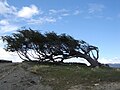 Strong, persistent winds forms characteristic flag trees such as this one near Ushuaia.