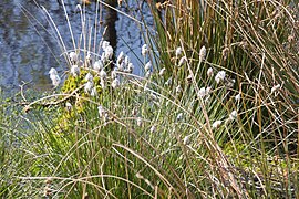 Wollgras im Pietzmoor