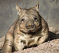The Hairy-Nosed Wombat