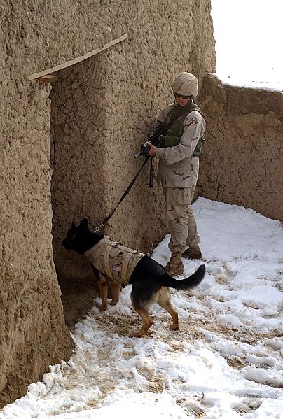 Fichier:Working dog in Afghanistan, wearing a bulletproof vest, clears a building.jpg