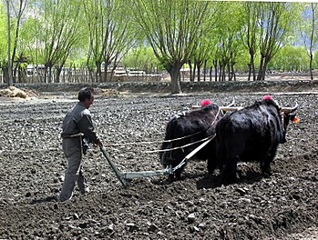 A Tibetan farmer ploughing a field; yaks still...