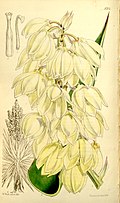 Yucca treculeana (как Yucca canaliculata) Bot. Mag. 86. т. 5201. 1860..jpg