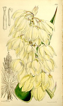 Yucca treculeana (как Yucca canaliculata) Bot. Mag. 86. т. 5201. 1860..jpg