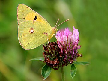 Spodu skrzydła - Colias croceus (♀)