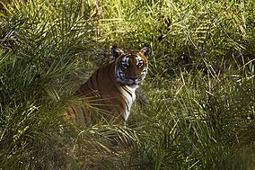 Bandipur Tiger Project