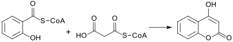 Biosynthese von 4-Hydroxycumarin