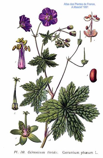Geranium phaeum L.