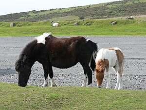 A couple of Dartmoor ponies.jpg