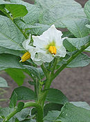 Fleurs blanches de la variété 'Nicola'