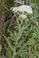 4 / Achillea millefolium