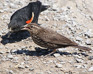 A Red-winged Blackbirds in George C. Reifel Mi...