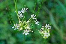 Allium canadense var canadense.jpg