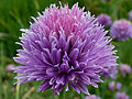 Allium schoenoprasum