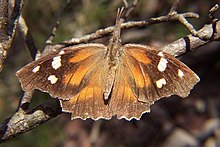 American snout butterfly.jpg