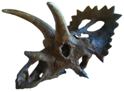 Anchiceratops.png