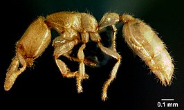 Anillomyrma decamera