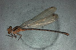 Argia funcki