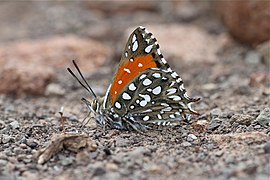 Argyraspodes argyraspis