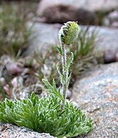 Artemisia norvegica[англ.]