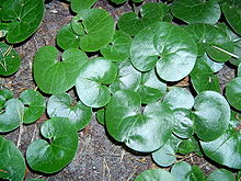  Asarum europaeum