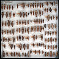 September 15: Buforaniidae grasshoppers from the Australian National Insect Collection.