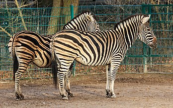 Deux zèbres de Chapman du jardin zoologique de Berlin-Friedrichsfelde. (définition réelle 5 472 × 3 420)