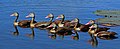 Image 26 Black-bellied whistling ducks Photograph credit: Charles J. Sharp The black-bellied whistling duck (Dendrocygna autumnalis) is a species of whistling duck that breeds from the southernmost United States and tropical Central America to south-central South America. In the U.S., it can be found year-round in peninsular Florida and parts of southeast Texas, as well as seasonally in southeast Arizona and Louisiana's Gulf Coast. Since it is one of only two whistling duck species native to North America, it is occasionally just known as the "whistling duck" or "Mexican squealer" in the southern United States. More selected pictures