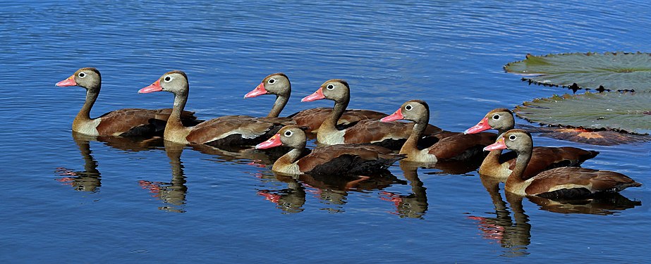 Black-bellied whistling ducks (created and nominated by Charlesjsharp)