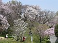 Floraciones de cerezos en los jardines botánicos de la Facultad de Ciencias de la universidad de Osaka.