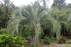 Butia eriospatha[en]