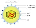 تصغير للنسخة بتاريخ 19:14، 6 أكتوبر 2009