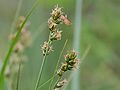 Miniatura para Carex muricata