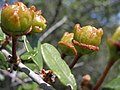Nedozrálé plody latnatce C. megacarpus