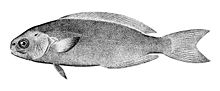 Centrolophus niger.jpg