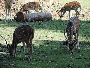 흰 반점의 액시스사슴(아삼 주 구와하티 동물원)