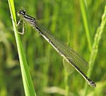 Coenagrion lunulatum – Weibchen