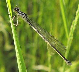 Coenagrion lunulatum (nőstény)