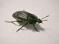 Coleoptera, Silphidae
