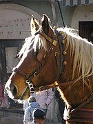 Comtois au travail à Briançon, profil gauche, 2008