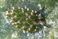 July 12: the sea slug Costasiella kuroshimae