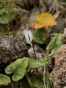 Cyclamen balearicum (habitus).jpg