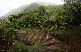 Dominica Hiking Path.JPG