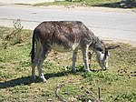 E8004-Milyanfan-donkey.jpg