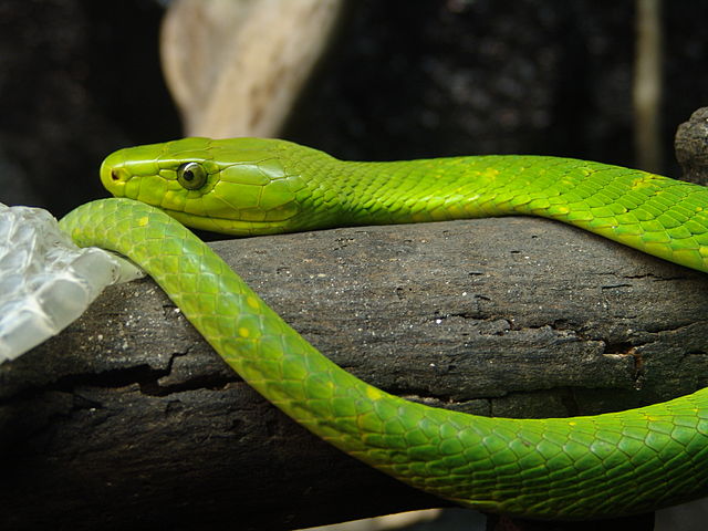 Mamba vert de l'est, serpent venimeux d'Afrique australe et orientale.