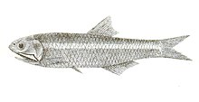 Stolephorus tri, the spined anchovy, is a species of ray-finned fish in the family Engraulidae. It is found in the Western Pacific Ocean.