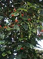 Erythrina edulis