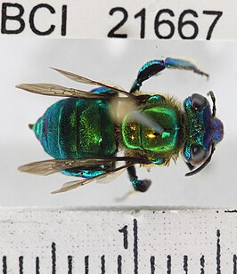 Euglossa dressleri