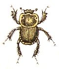 Miniatura para Euoniticellus fulvus