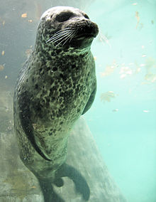 Harbour seal Europaischer Seehund.jpg
